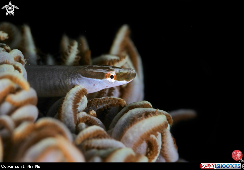 A Barred xenia pipefish