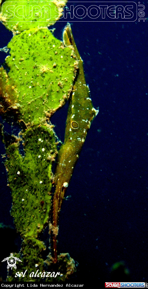 A underwater creature