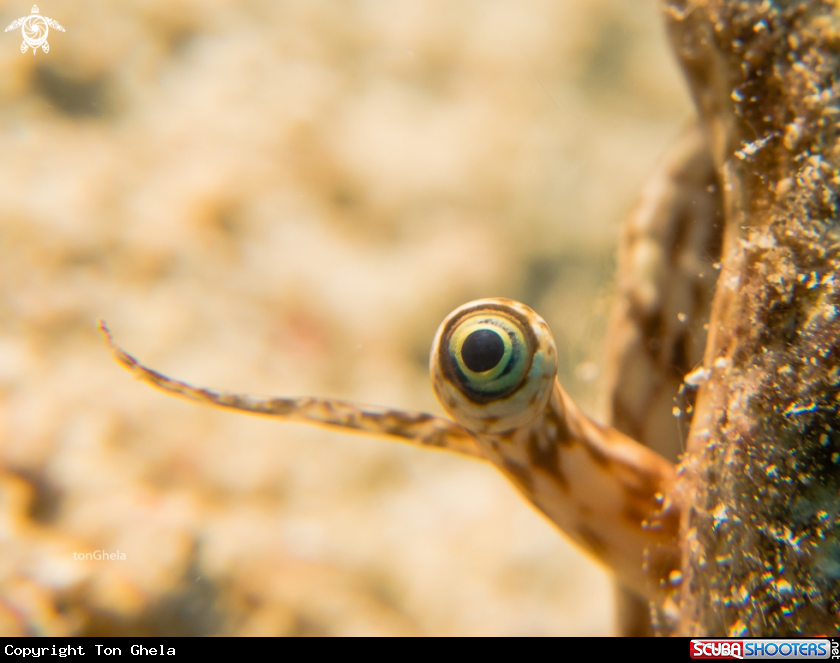 A Spider shell's eye