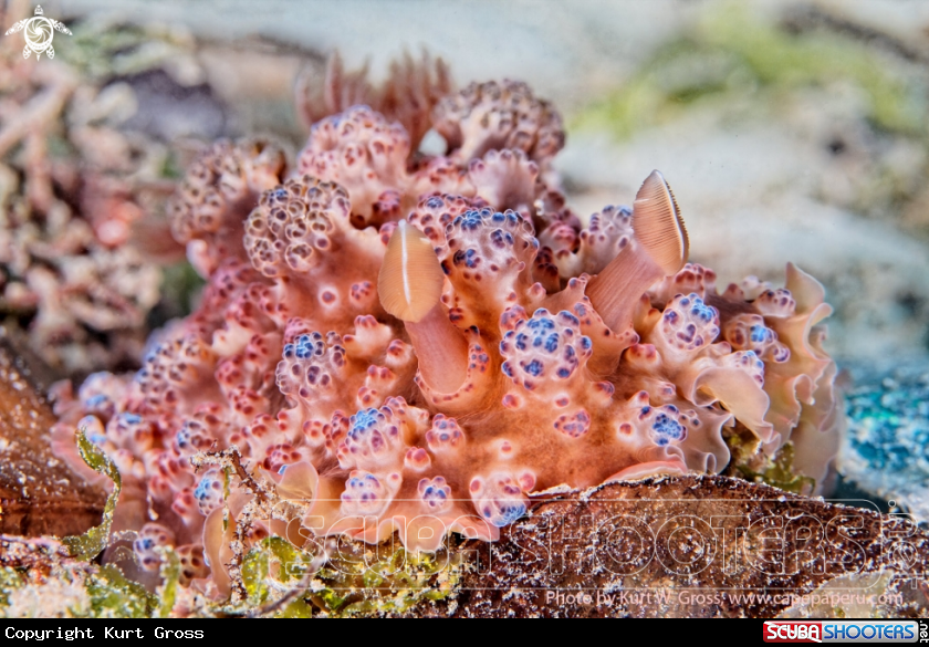 A Brocoli Nudi