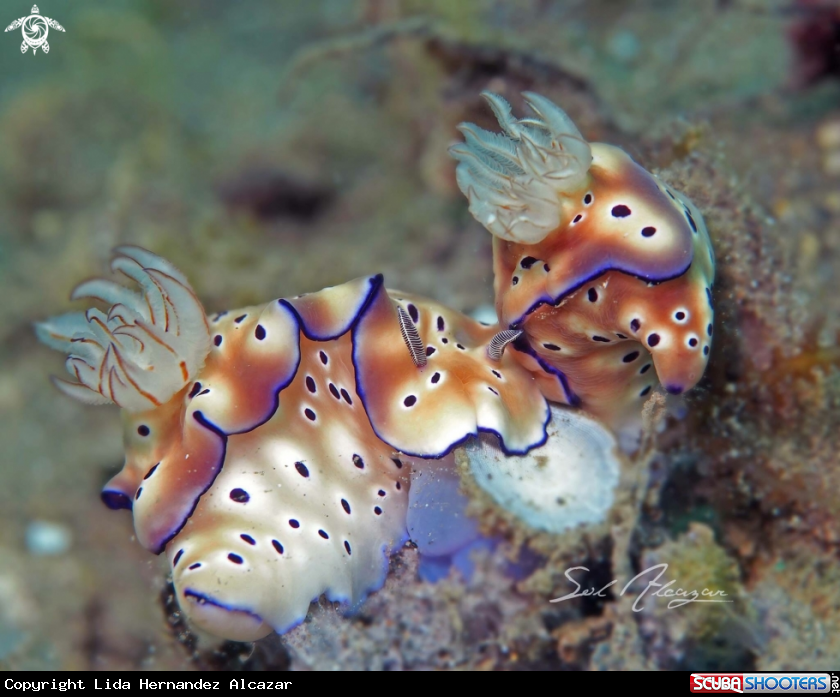 A Nudibranch