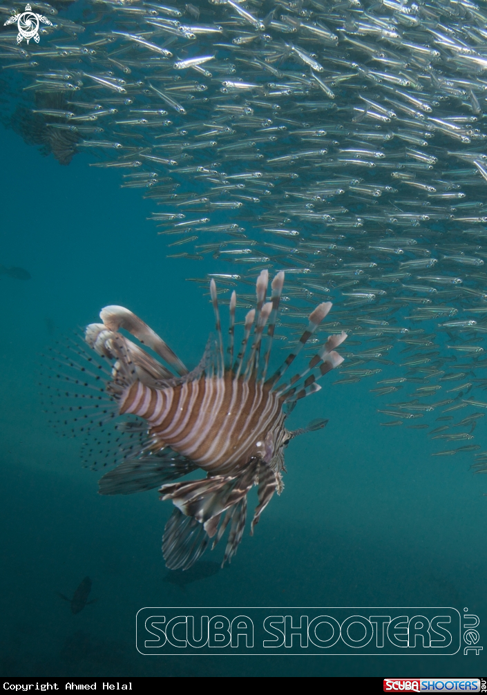 A Lion fish 