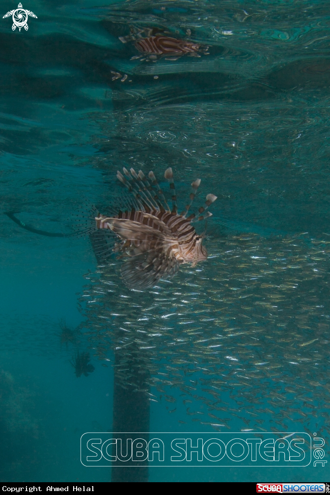 A Lionfish