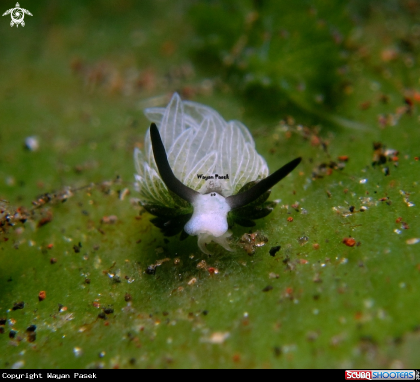 A costasiella usagi