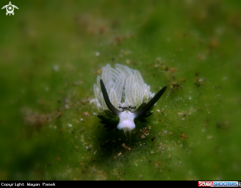 A costasiella usagi