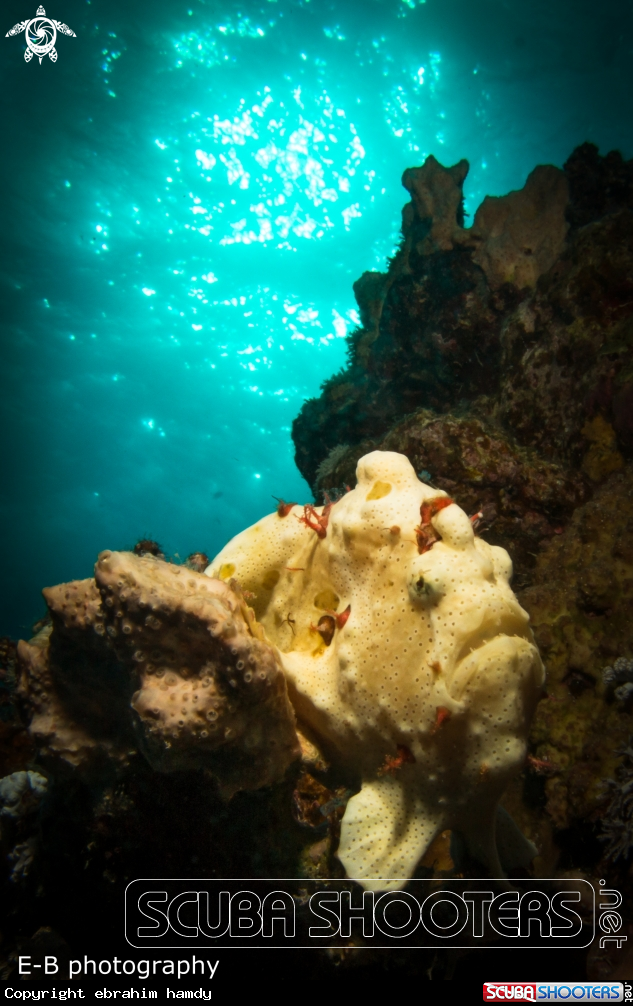 A frog fish