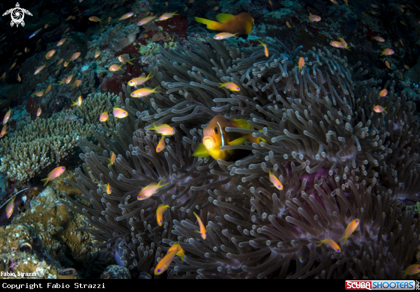 A Anemone 