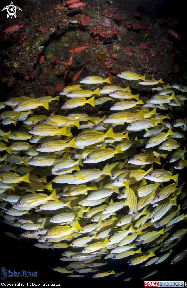 A Reef 