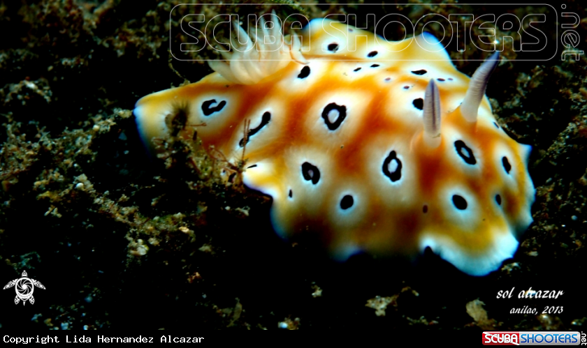 A underwater creature