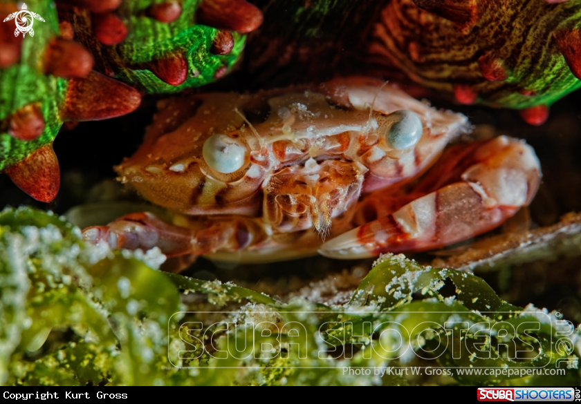 A Crab