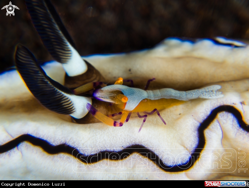 A Emperor shrimp on Doridina