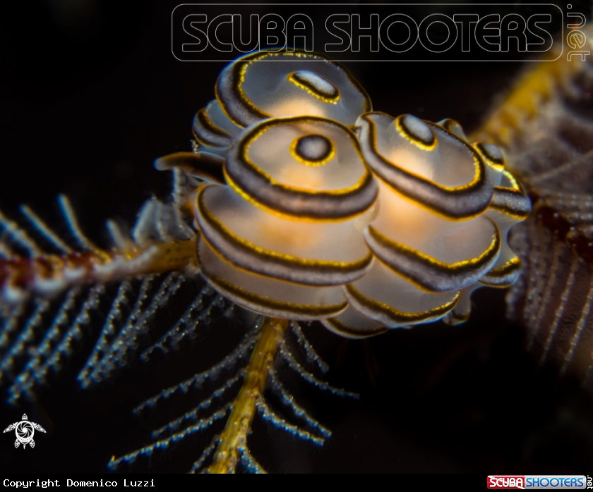A Donut Nudibranch, feeding on stinging hydroids