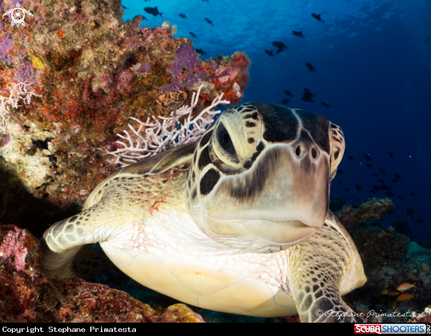 A green turtle