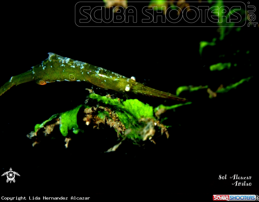 A underwater creature