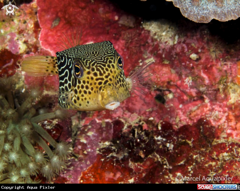 A Boxfish