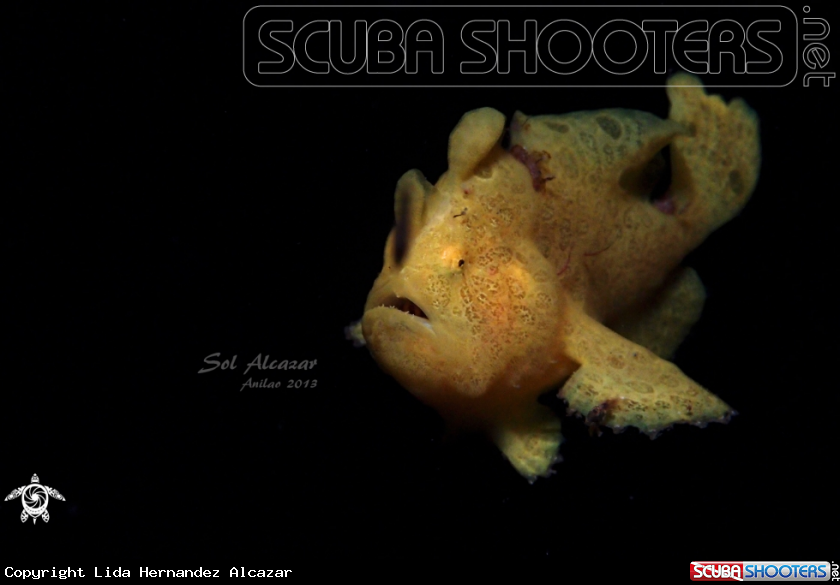 A juvenile frogfish
