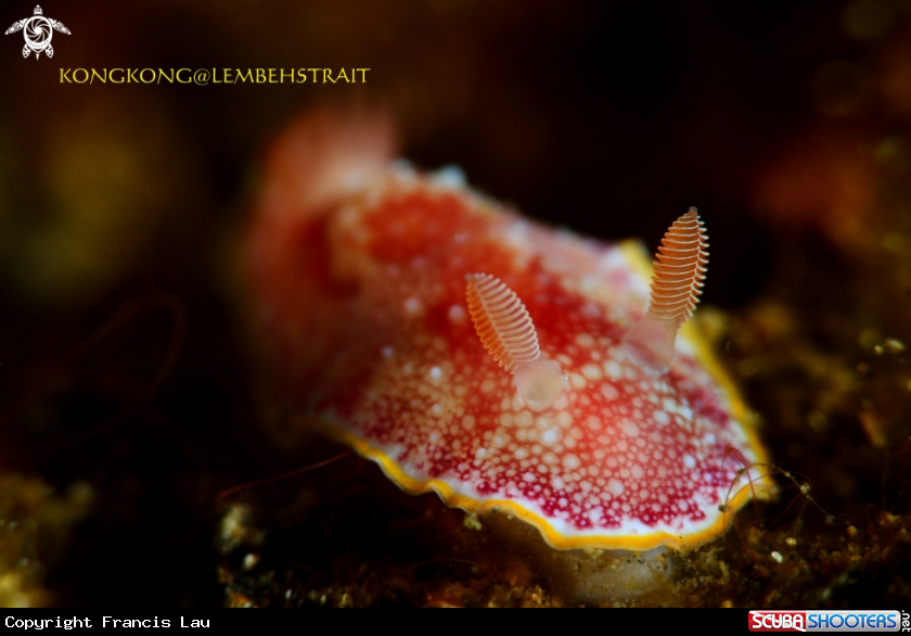 A Nudibranch