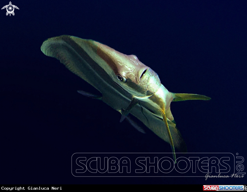 A Batfish