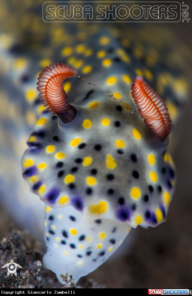A Hypselodoris sp.