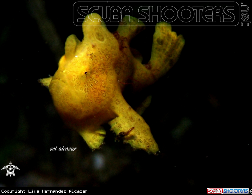 A baby frogfish