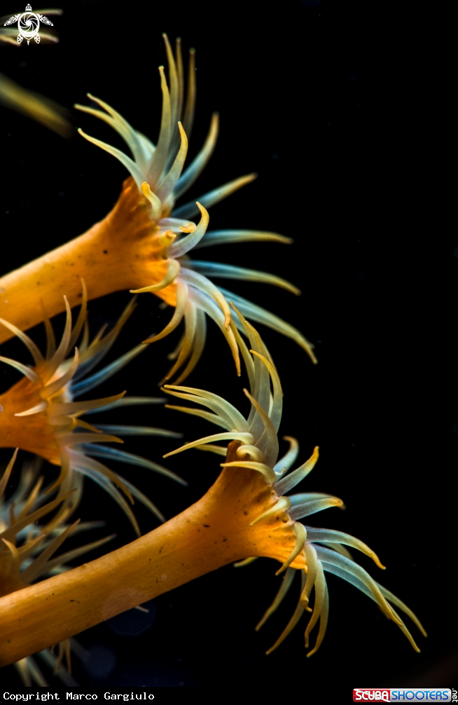 A Margherite di Mare