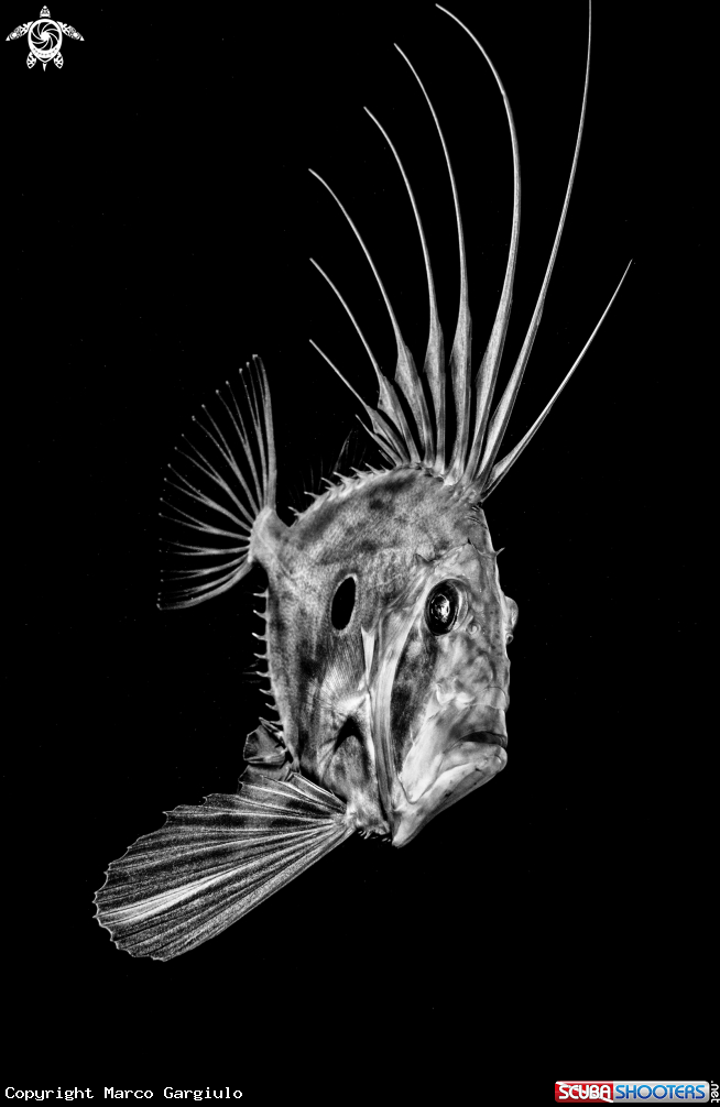 A Pesce San Pietro