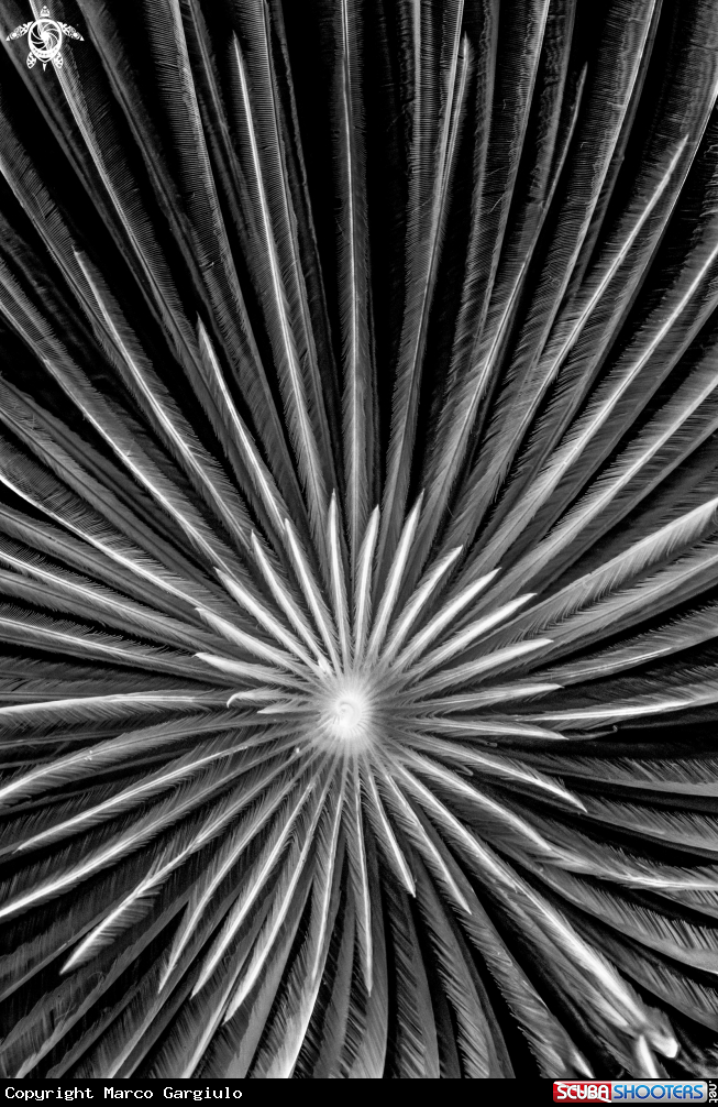 A Spirografo