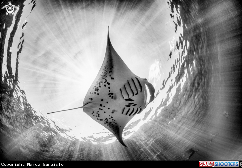 A Manta