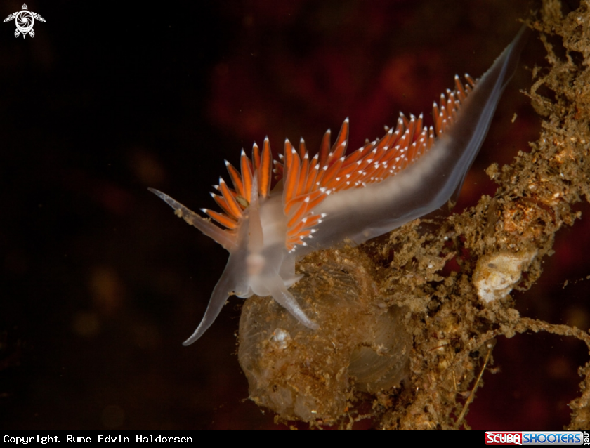 A Flabellina SP