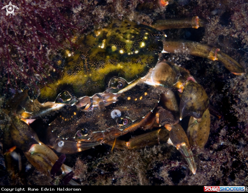 A Crab