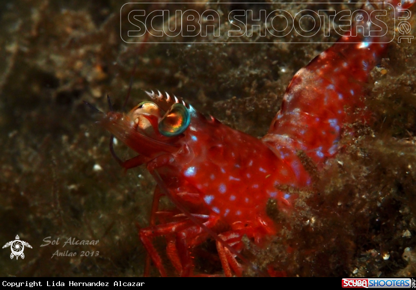 A underwater creature