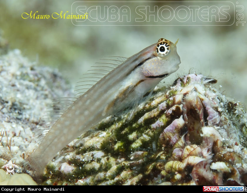 A Blenny