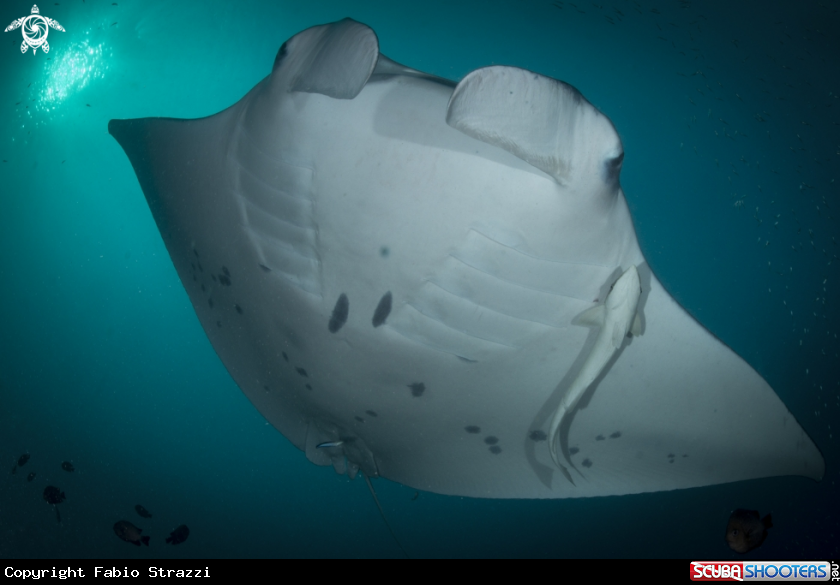 A Manta