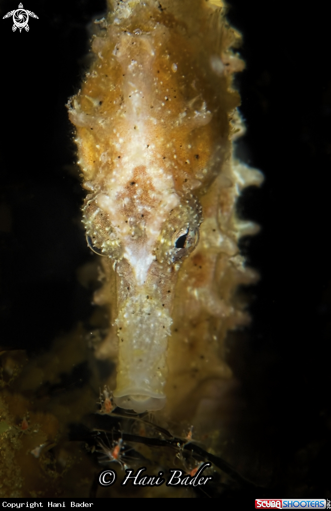 A seahorse