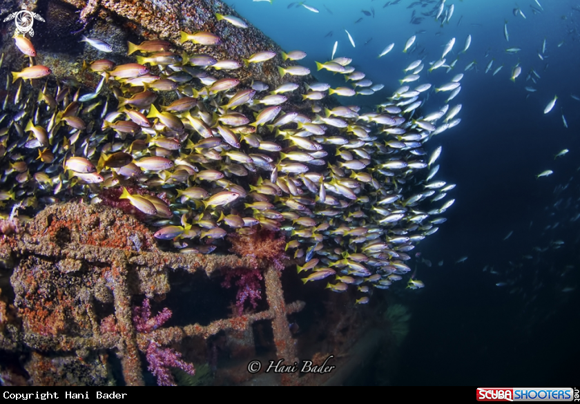 A Al Munassir Wreck