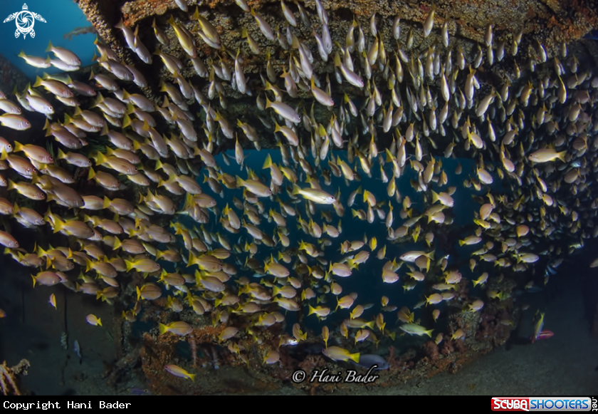 A Al Munassir Wreck