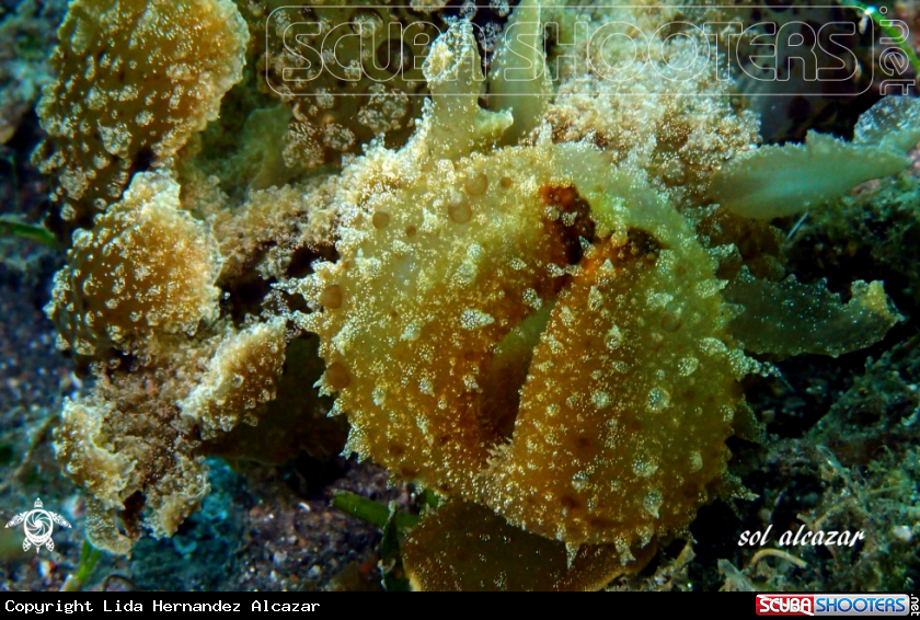 A underwater creature