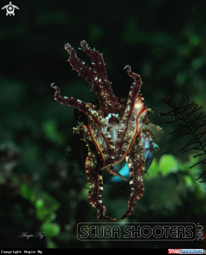 A cuttlefish