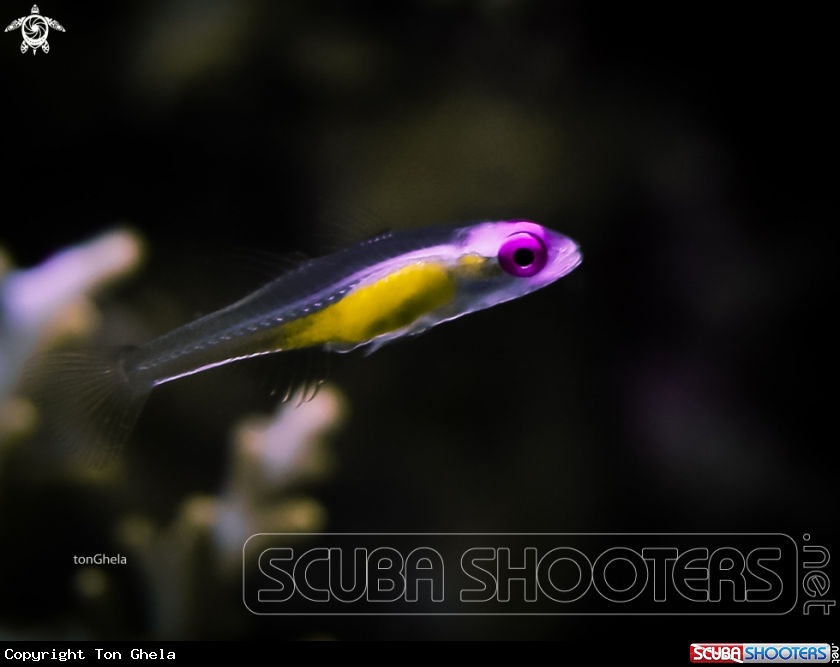 A Pink eyed Goby