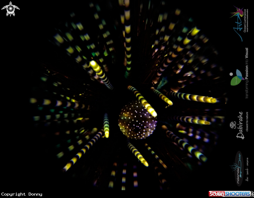 A sea urchin