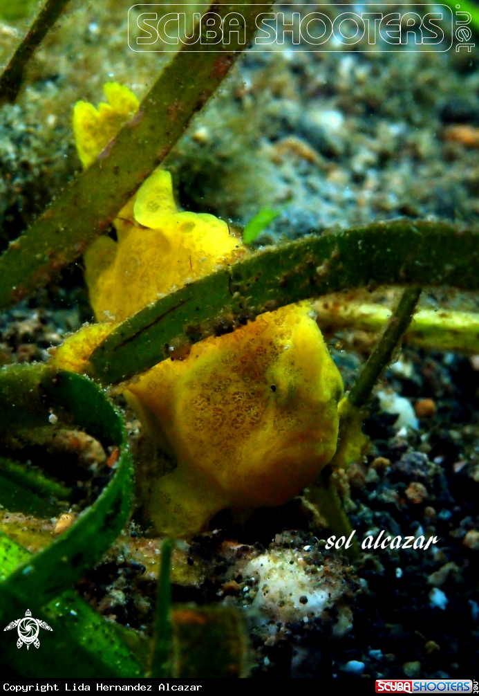 A underwater creature