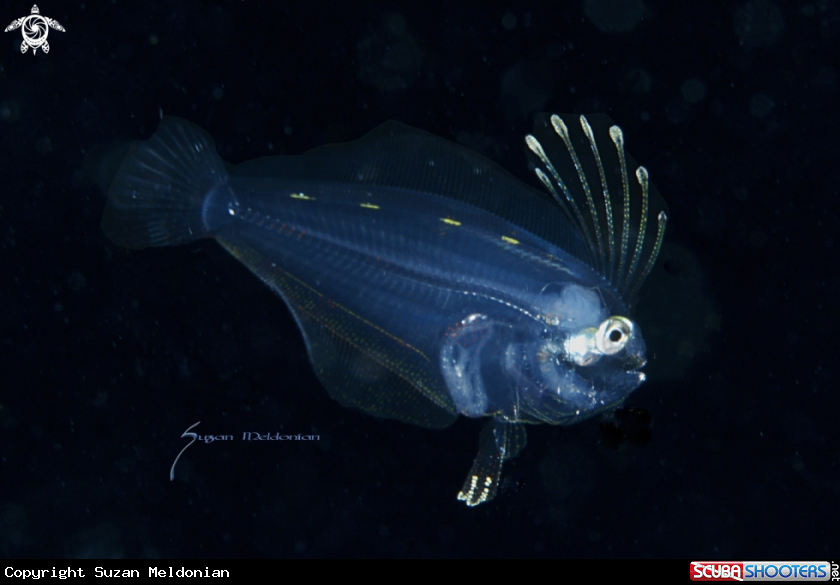 A Dusky Flounder larval stage