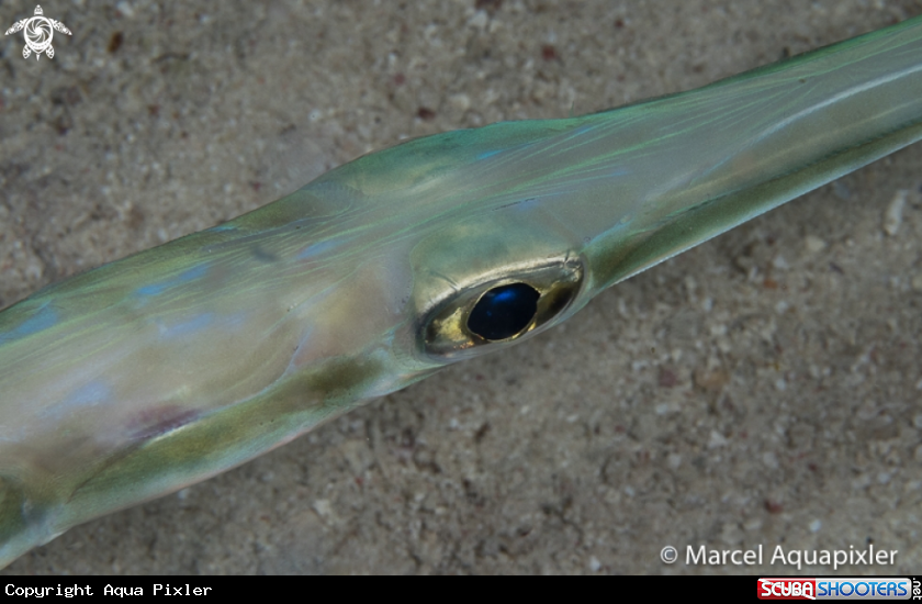 A Trumpetfish