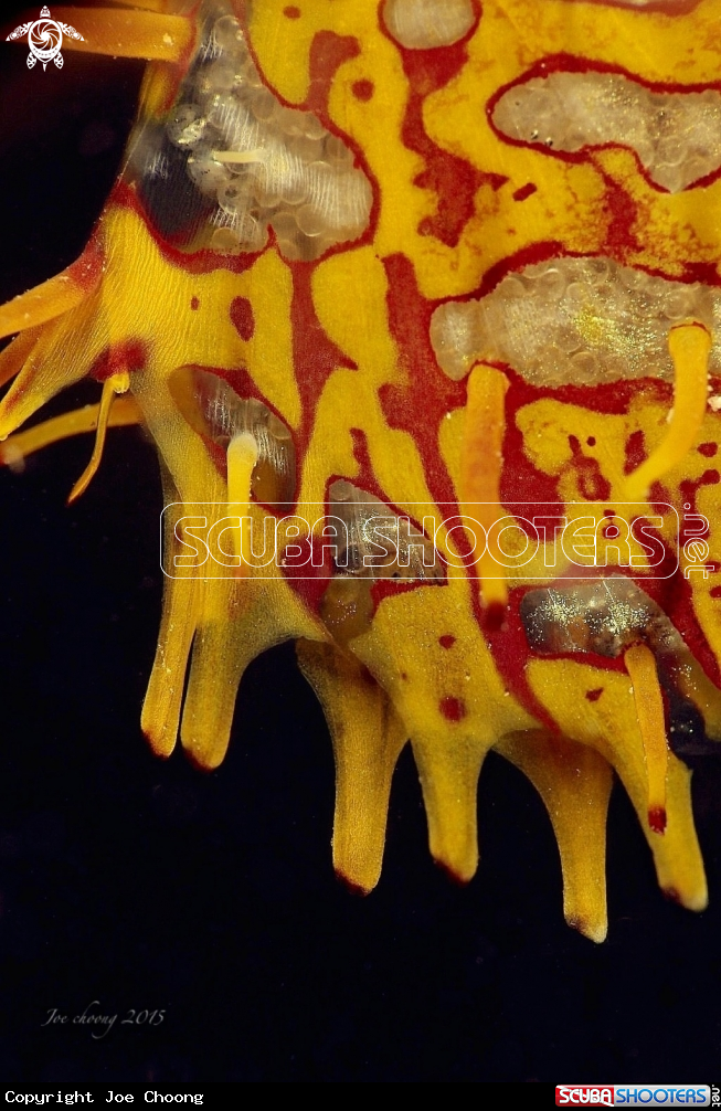 A Ghostpipefish eggs