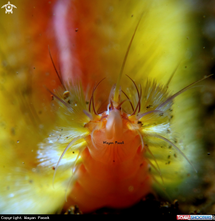 A Fireworm