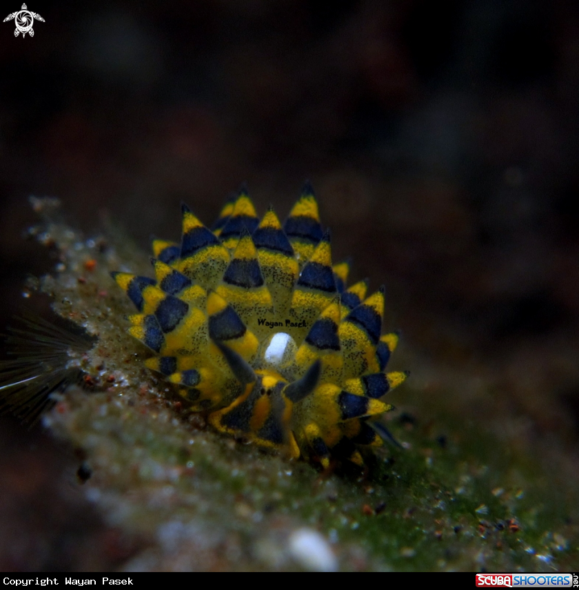 A stiliger ornatus