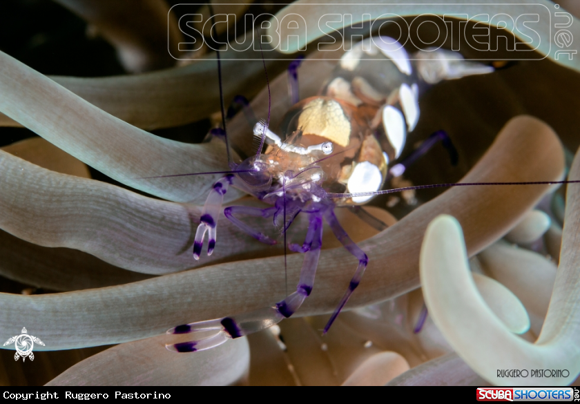 A Anemone cleaner shrimp