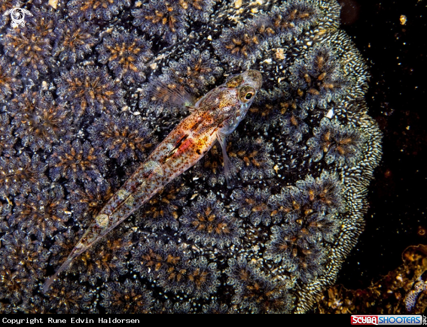 A Goby 