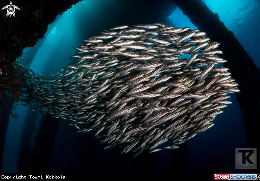 A Striped catfish 