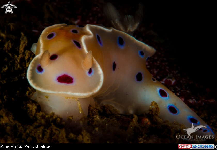 A Inkspot Nudibranch